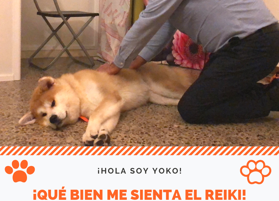 ¿Quieres ayudar a tu perro a relajarse? Con Reiki, los perros se relajan mucho